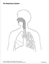 The Respiratory System (Blank) Printable