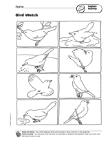 Explore Activity: Bird Watch