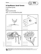 Explore Activity: A Sunflower Seed Grows