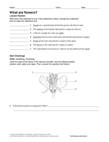 What Are Flowers?